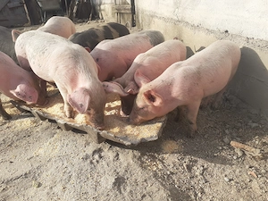 Purcei de 8 săptămâni pret 350 ron - imagine 3