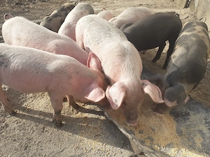 Purcei de 8 săptămâni pret 350 ron