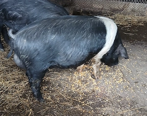 vand vier bazna  - imagine 2