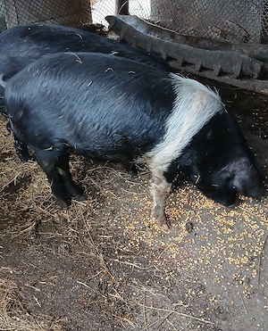 vand vier bazna  - imagine 3