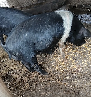 vand vier bazna  - imagine 4