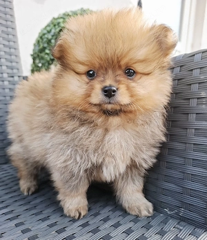 Pomeranian mini mascul