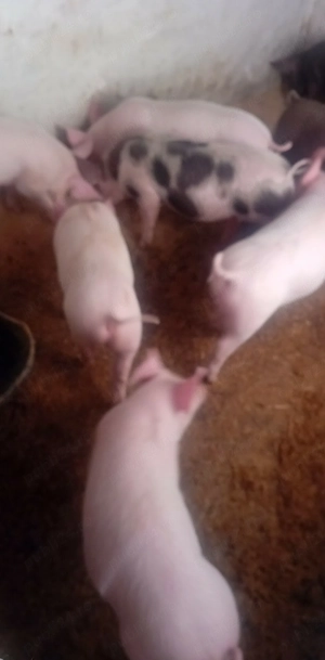 Purcei de vânzare  - imagine 2