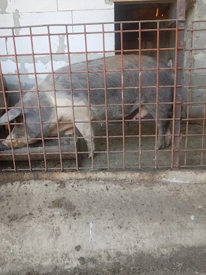 Vând două scroafe mai multe detalii la telefon