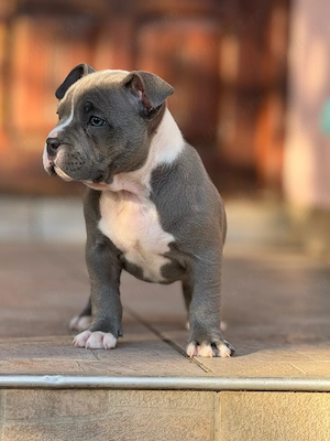 Femela American bully