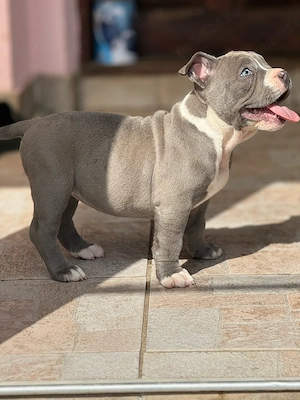 Femela American bully - imagine 3