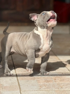 Femela American bully - imagine 2