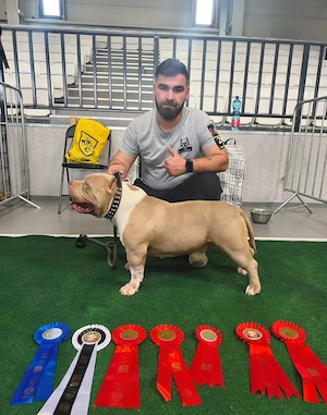 Mascul American Bully - imagine 5