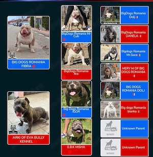 Mascul American Bully - imagine 4
