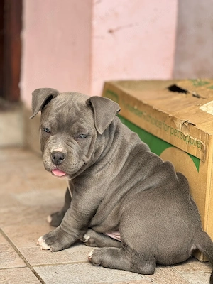 Mascul American Bully - imagine 2