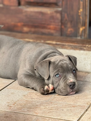 Mascul American Bully - imagine 3