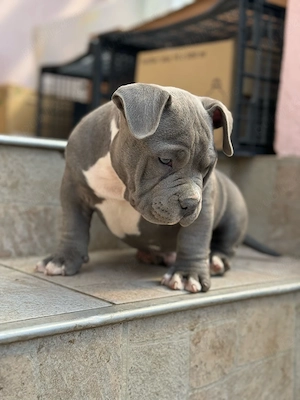 Mascul American Bully
