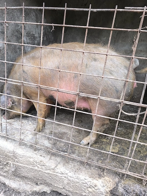 Scrofița gestantă  - imagine 2