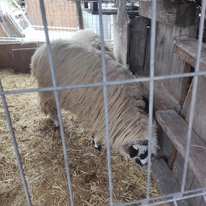 Vand carne din acest berbecuț.