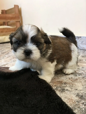 shih tzu botic scurt ajut cu transport. în țară contra cost.