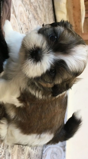 shih tzu botic scurt ajut cu transport. în țară contra cost. - imagine 2