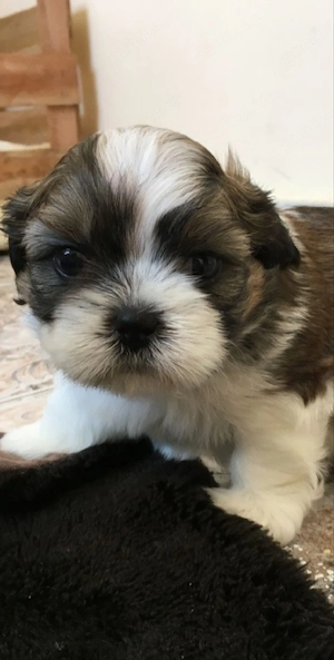 shih tzu botic scurt ajut cu transport. în țară contra cost. - imagine 5