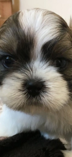 shih tzu botic scurt ajut cu transport. în țară contra cost. - imagine 4