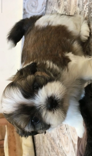 shih tzu botic scurt ajut cu transport. în țară contra cost. - imagine 3