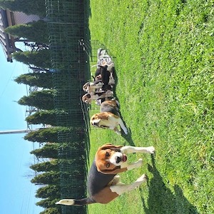 De vanzare beagle tricolor...