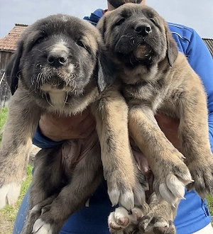 Căței de patru săptămâni de vânzare 