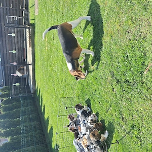 De vanzare beagle tricolor... - imagine 2