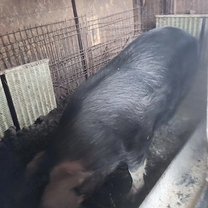 Vand carne de porc la 20 lei kg. - imagine 3