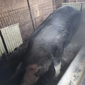 Vand carne de porc la 20 lei kg. - imagine 5