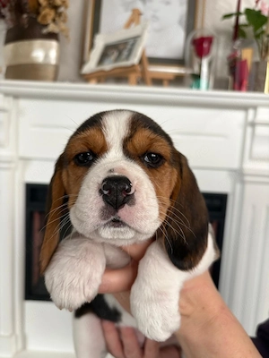 De vanzare beagle tricolor... - imagine 4