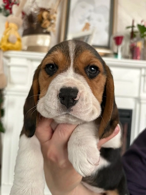 De vanzare beagle tricolor... - imagine 5