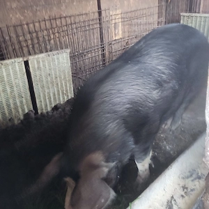 Vand carne de porc la 20 lei kg. - imagine 4