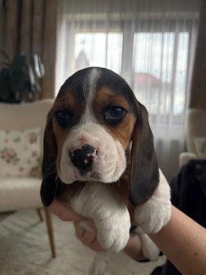 De vanzare beagle tricolor... - imagine 3