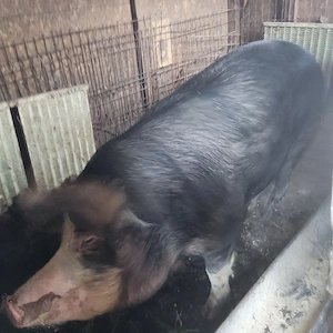 Vand carne de porc la 20 lei kg. - imagine 2