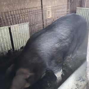 Vand carne de porc la 20 lei kg.