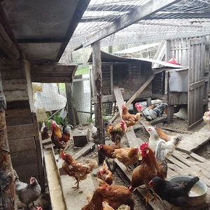 Vond 8 cocoși de anul trecut.