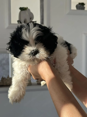 Iubăreț ShiTzu  șmecher mic și iubitor