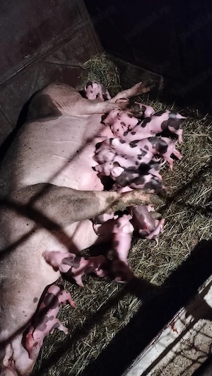 Scroafă Petrean cu purcei de vînzare. - imagine 3