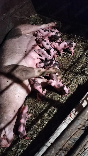 Scroafă Petrean cu purcei de vînzare. - imagine 4