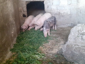 Grasuni de vanzare pret 700 ron  - imagine 3