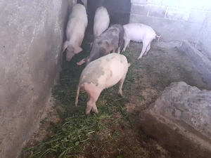 Grasuni de vanzare pret 700 ron  - imagine 2