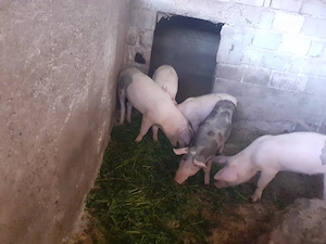 Grasuni de vanzare pret 700 ron 