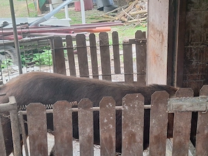 Porc de vanzare - imagine 4