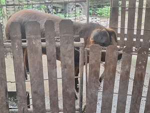 Porc de vanzare - imagine 5