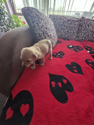 Pui Cocker Spaniel (2 luni si 2 Saptamani ) baiat - imagine 5