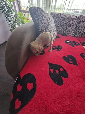 Pui Cocker Spaniel (2 luni si 2 Saptamani ) baiat - imagine 2