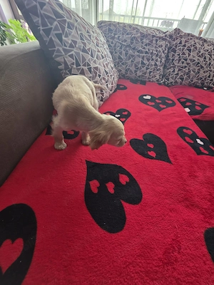 Pui Cocker Spaniel (2 luni si 2 Saptamani ) baiat - imagine 4