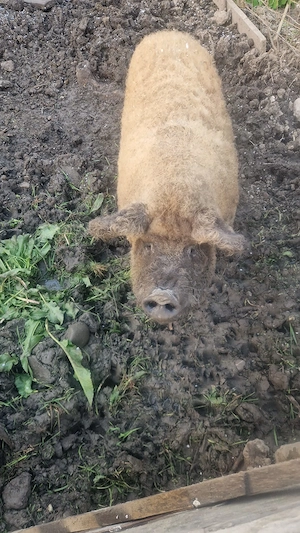 Vier mangaliță 1 an de vânzare  - imagine 2