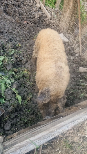 Vier mangaliță 1 an de vânzare  - imagine 3