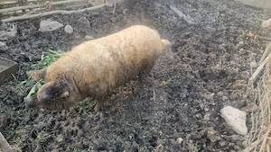 Vier mangaliță  1 an 