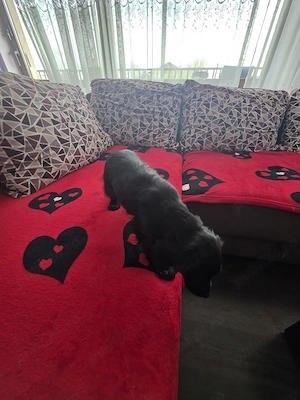 Pui Cocker Spaniel (2 luni si 2 Saptamani ) fetita-neagra  - imagine 4